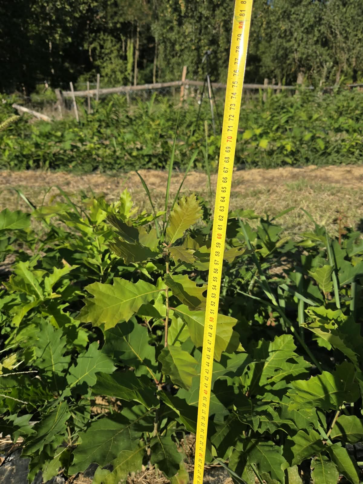 Crvenolisni hrast, 40-60cm | Crveni hrast golog korjena 2.jpeg